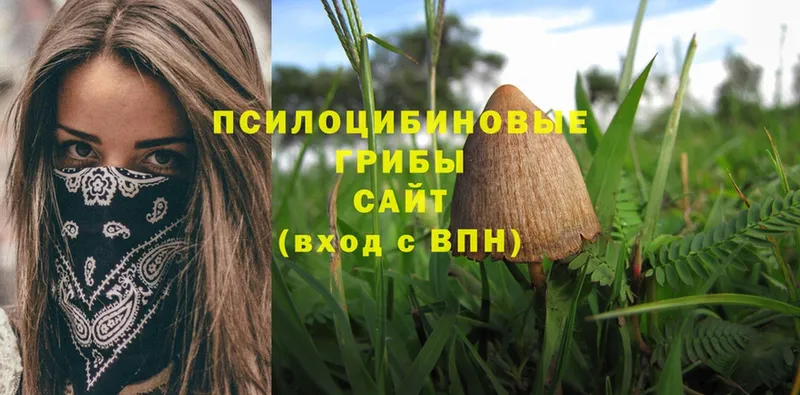 закладки  Армавир  OMG ССЫЛКА  Псилоцибиновые грибы Psilocybe 